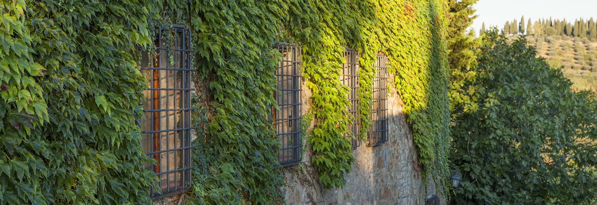 SOCIETÀ AGRICOLA FATTORIA QUERCIA AL POGGIO S.R.L. — foto 7