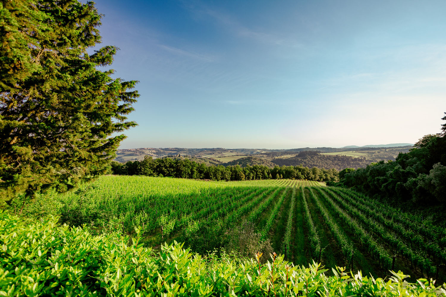 SOCIETÀ AGRICOLA FATTORIA QUERCIA AL POGGIO S.R.L. — foto 2
